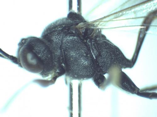 Réf. 277 825 : Erigorgus melanops